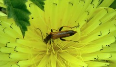 Oedemera simplex