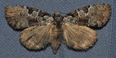 Leuconycta lepidula