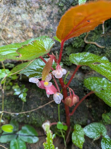 Begonia malabarica