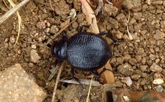 Italomelia