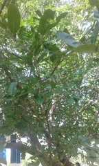 Diospyros mespiliformis