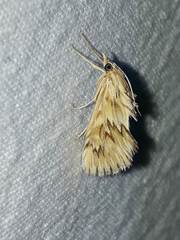 Cynaeda dentalis