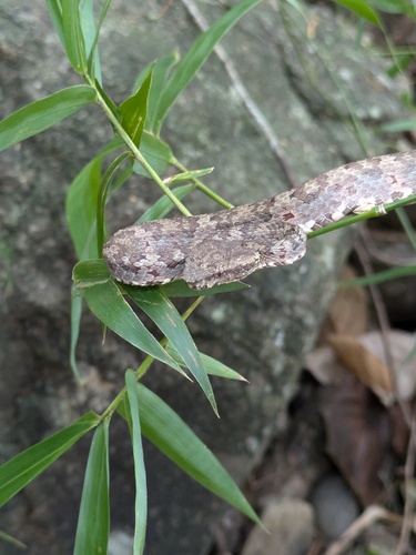 Travancore Pit Viper