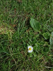 Bellis perennis