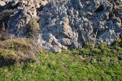 Dichondra brevifolia