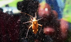 Rhabdomiris striatellus