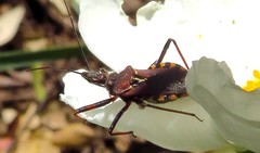 Rhynocoris erythropus