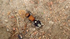 Ronisia brutia