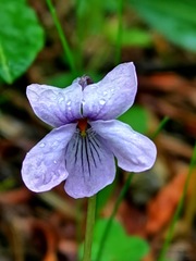 Viola sacchalinensis