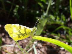 Anthocharis euphenoides