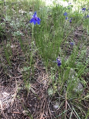 Delphinium bicolor