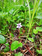 Viola sacchalinensis
