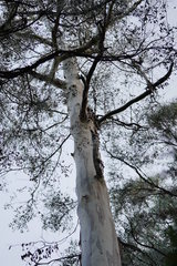 Eucalyptus cypellocarpa
