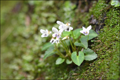 Viola boissieuana