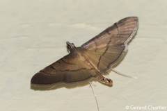 Bacotoma camillusalis