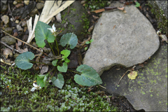 Viola boissieuana