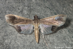 Maruca amboinalis