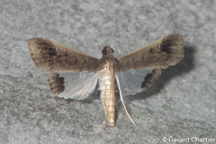 Maruca amboinalis