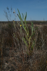 Marasmodes defoliata