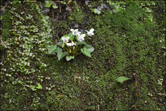 Viola boissieuana