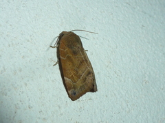 Cosmia affinis