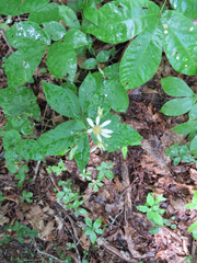 Doellingeria infirma