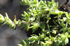 Crassula mataikona
