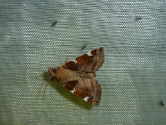 Cosmia diffinis