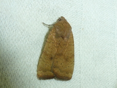 Noctua interjecta