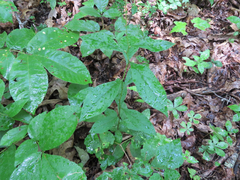 Doellingeria infirma