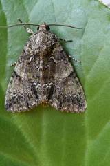 Polyphaenis sericata