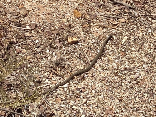 Narrow-headed Whipsnake