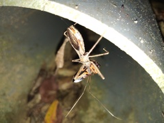 Endochus cingalensis