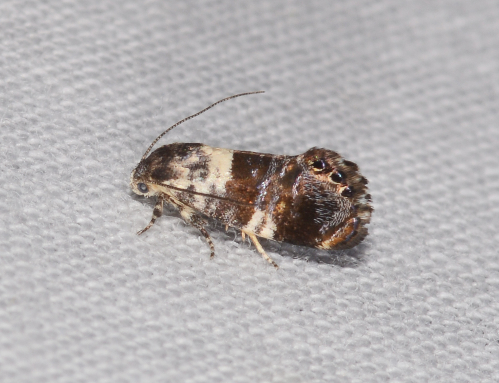 Eupselia aristonica