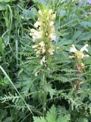 Pedicularis foliosa