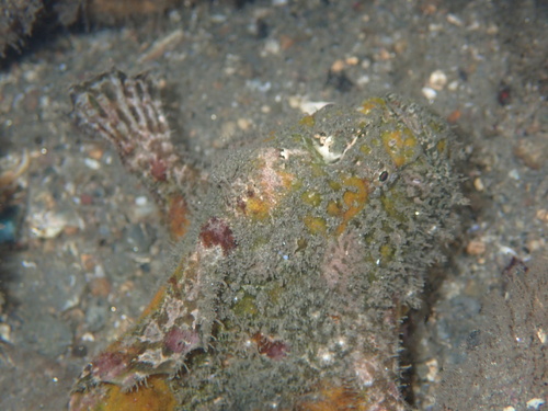Roughbar frogfish (Fowlerichthys avalonis) — Antennariidae — 5