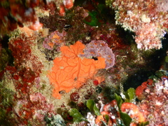 Spirastrella cunctatrix