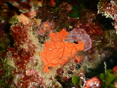 Spirastrella cunctatrix