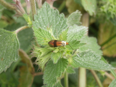 Nemophora fasciella