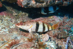 Hypoplectrodes nigroruber