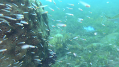 Trachinops noarlungae