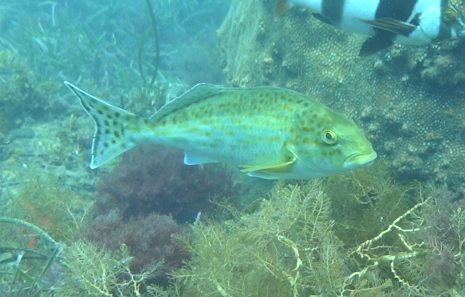 Black butterfish (Dactylophora nigricans) — Cheilodactylidae