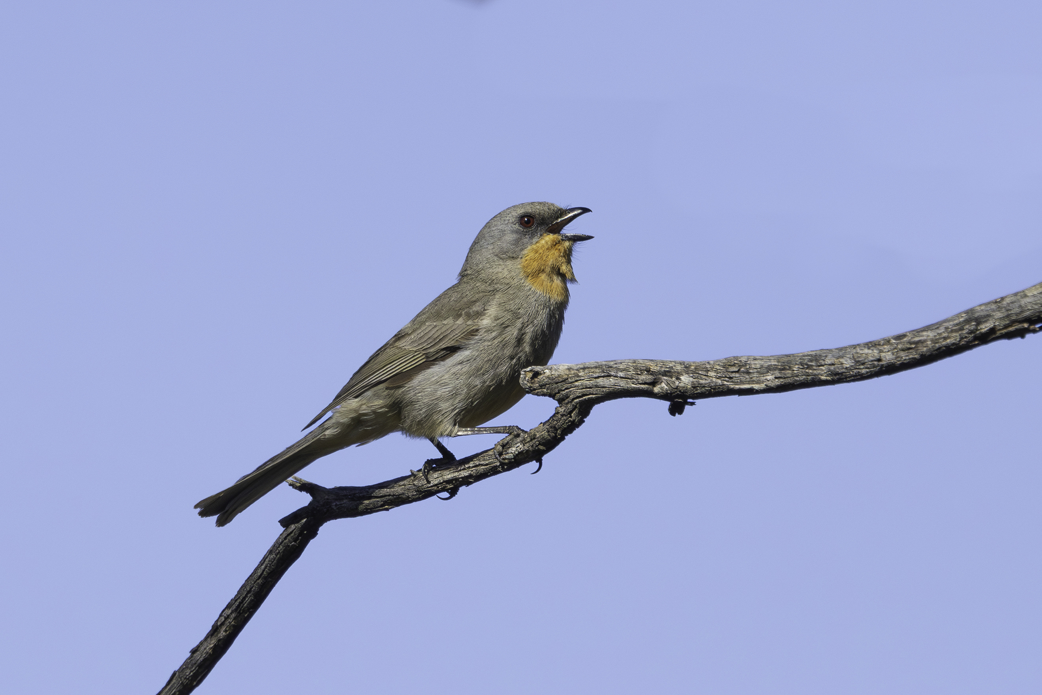 Gilbert's Whistler (Pachycephala inornata), photo 5