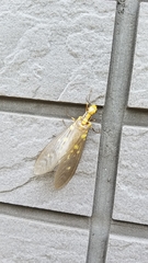 Protohermes grandis