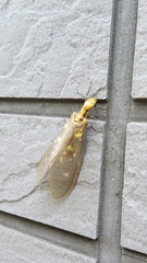 Protohermes grandis