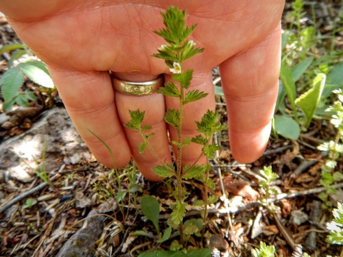Hudson Bay eyebright (Euphrasia hudsoniana)