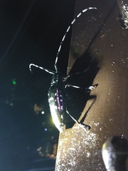 Anoplophora albopicta