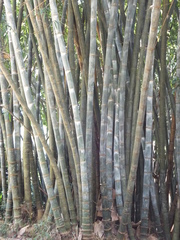Dendrocalamus asper