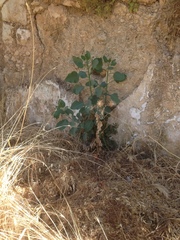 Nicotiana glauca
