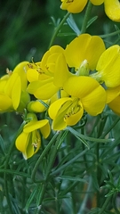Genista radiata